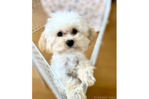 成約済の東京都のミックス犬-329634の15枚目