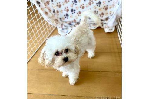 成約済の東京都のミックス犬-329634の14枚目