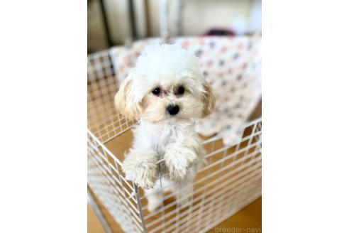 成約済の東京都のミックス犬-329634の9枚目