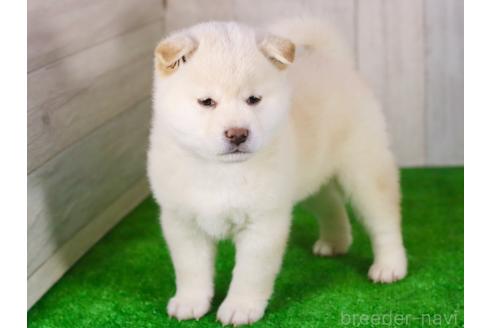 成約済の東京都の柴犬-377802の6枚目