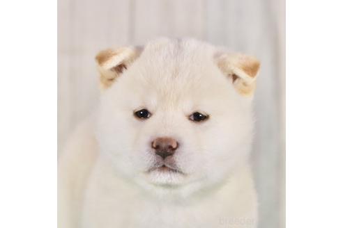 成約済の東京都の柴犬-377802の1枚目