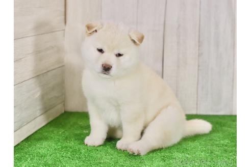 成約済の東京都の柴犬-377802の5枚目
