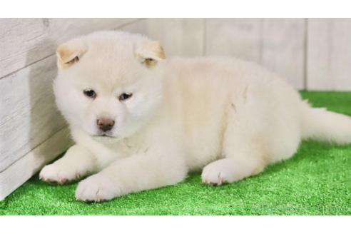 成約済の東京都の柴犬-377802の3枚目