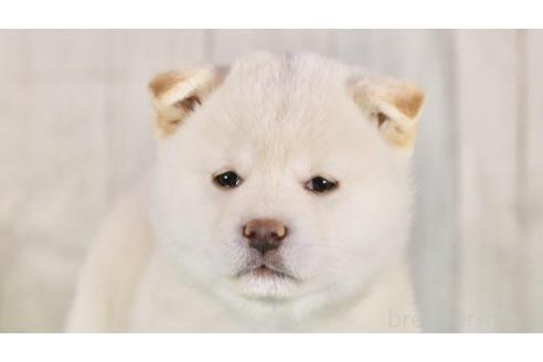 成約済の東京都の柴犬-377802の2枚目