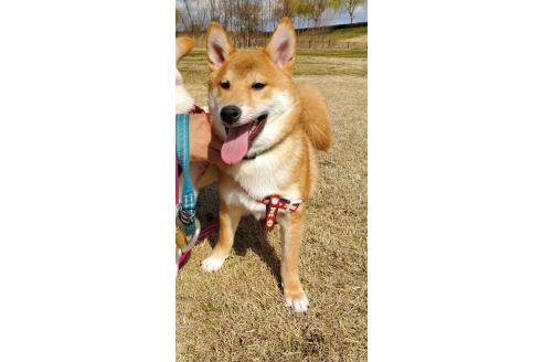 販売中の千葉県の柴犬-356791の1枚目