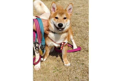 販売中の千葉県の柴犬-356791の3枚目