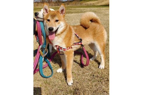 販売中の千葉県の柴犬-356791の2枚目