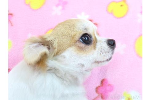 成約済の千葉県のチワワ(ロングコート)-354676の4枚目
