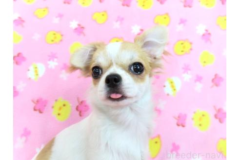 成約済の千葉県のチワワ(ロングコート)-354676の2枚目