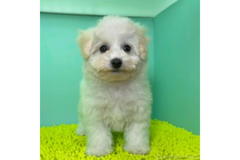 成約済の栃木県のビションフリーゼ-372024の3枚目