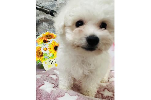 成約済の兵庫県のビションフリーゼ-366180の2枚目