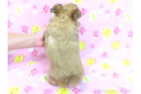 成約済の千葉県のミックス犬-371931の6枚目