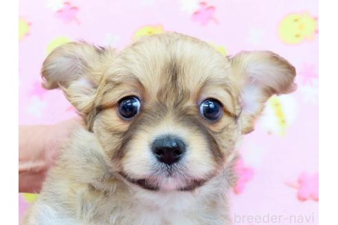 成約済の千葉県のミックス犬-371931の5枚目