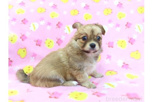 成約済の千葉県のミックス犬-371931の4枚目