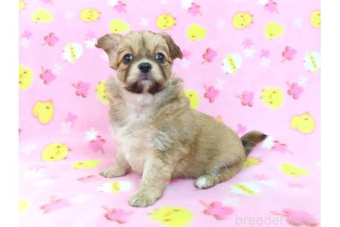 成約済の千葉県のミックス犬-371931の3枚目