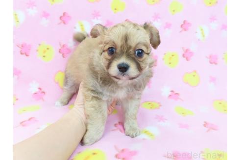 成約済の千葉県のミックス犬-371931の2枚目