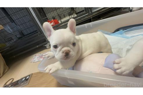 成約済の埼玉県のフレンチブルドッグ-377853の4枚目