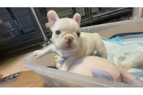 成約済の埼玉県のフレンチブルドッグ-377853の3枚目