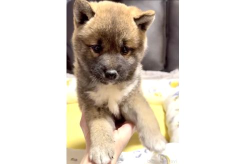 成約済の奈良県の柴犬-377856の9枚目
