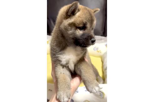 成約済の奈良県の柴犬-377856の8枚目