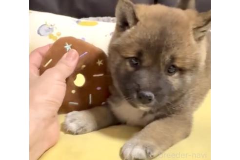 成約済の奈良県の柴犬-377856の7枚目