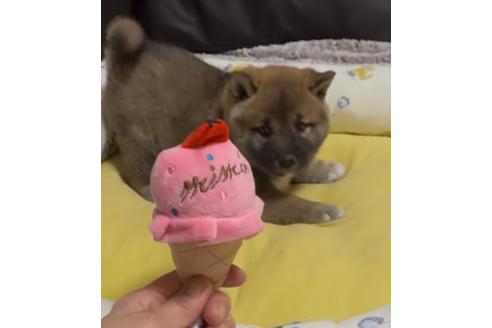 成約済の奈良県の柴犬-377856の6枚目