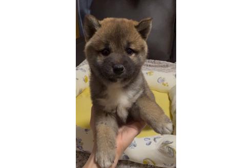 成約済の奈良県の柴犬-377856の4枚目