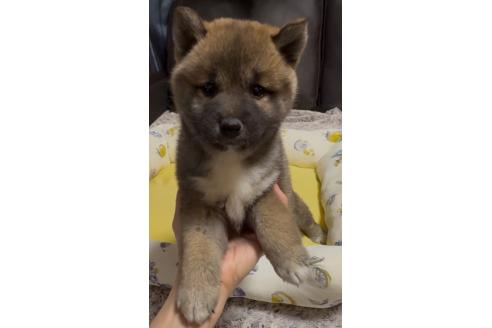 成約済の奈良県の柴犬-377856の3枚目