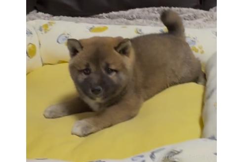 成約済の奈良県の柴犬-377856の2枚目