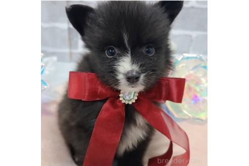 販売中の東京都のミックス犬-377873の6枚目