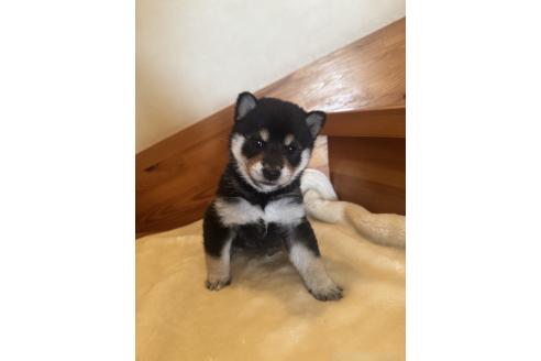 販売中の北海道の柴犬-377875の5枚目