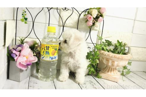 成約済の埼玉県のビションフリーゼ-372287の10枚目
