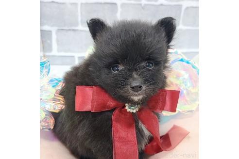 販売中の東京都のミックス犬-377874の4枚目