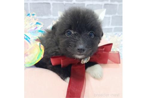 販売中の東京都のミックス犬-377876の15枚目