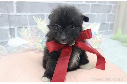 販売中の東京都のミックス犬-377876の14枚目
