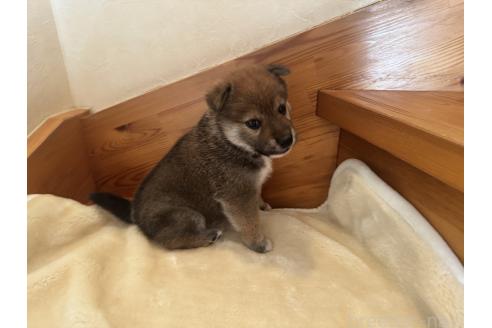 成約済の北海道の柴犬-377879の4枚目