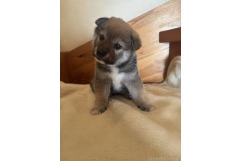 成約済の北海道の柴犬-377879の3枚目