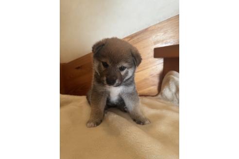 成約済の北海道の柴犬-377879の2枚目