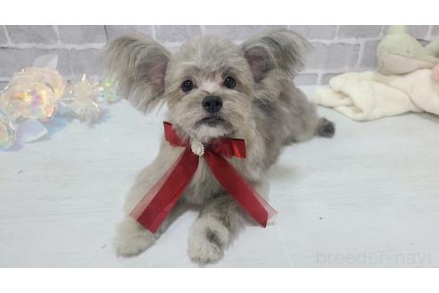 販売中の東京都のミックス犬-343672の9枚目