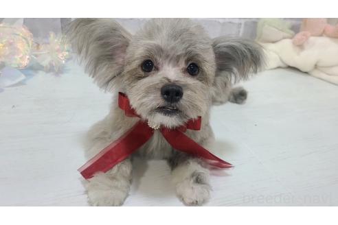 販売中の東京都のミックス犬-343672の8枚目