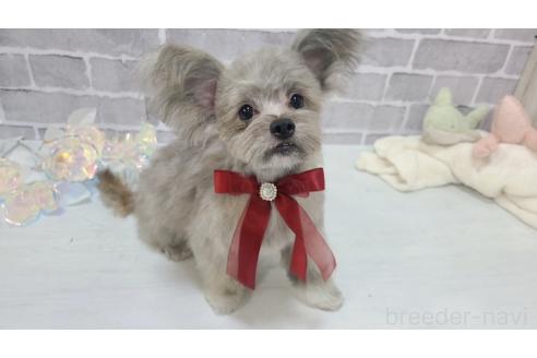 販売中の東京都のミックス犬-343672の7枚目