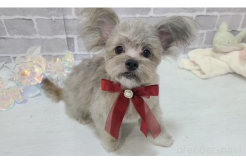 販売中の東京都のミックス犬-343672の6枚目