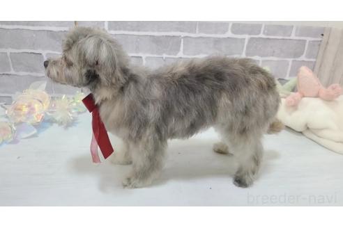 販売中の東京都のミックス犬-343672の5枚目