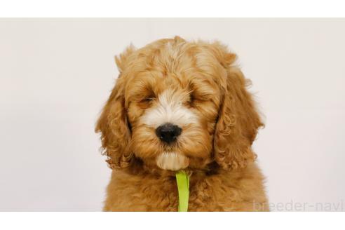 価格の安い(20万円〜30万円)コッカプー:アメリカンコッカー 価格の安い(20万円〜30万円)コッカプー:アメリカンコッカー