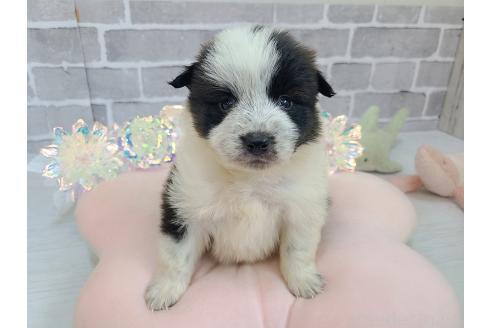 成約済の東京都のミックス犬-375981の1枚目