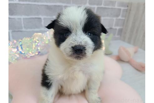 成約済の東京都のミックス犬-375981の6枚目