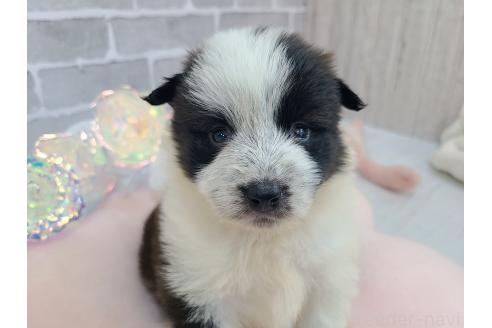 成約済の東京都のミックス犬-375981の4枚目