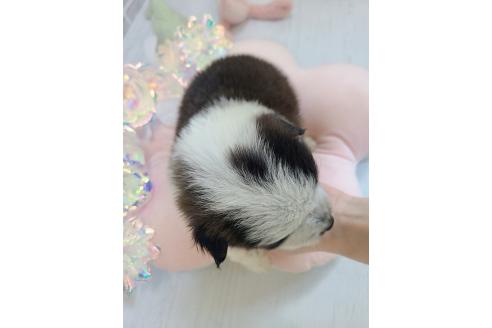 成約済の東京都のミックス犬-375981の3枚目