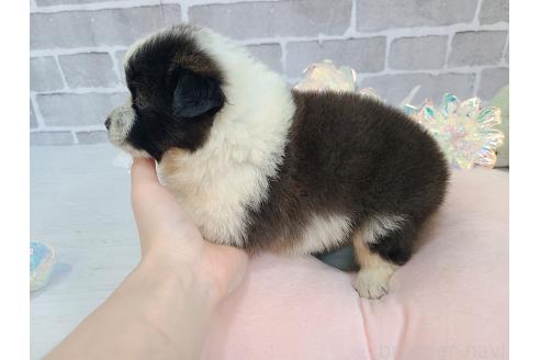 成約済の東京都のミックス犬-375981の2枚目