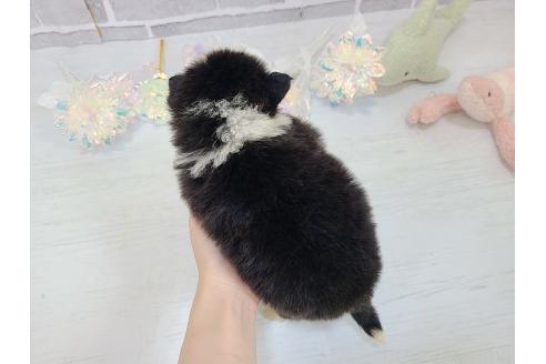 成約済の東京都のミックス犬-375844の9枚目